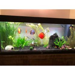 Discus fish