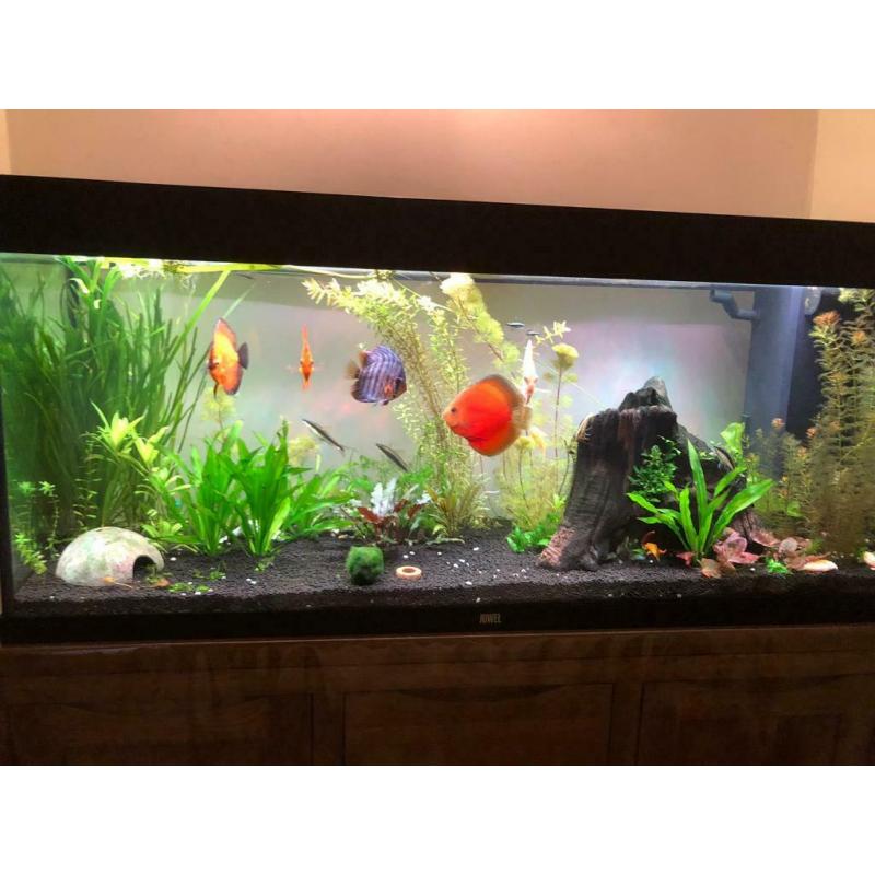 Discus fish