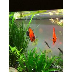 Discus fish