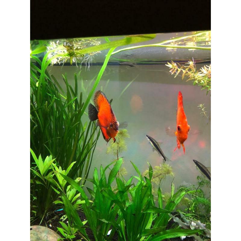Discus fish