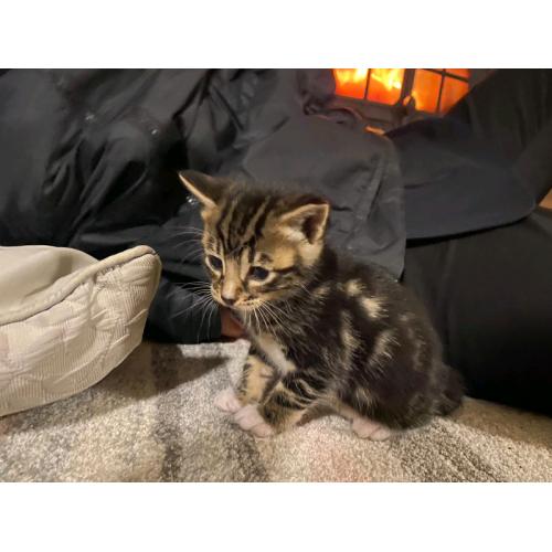 Bengal Cross Kittens