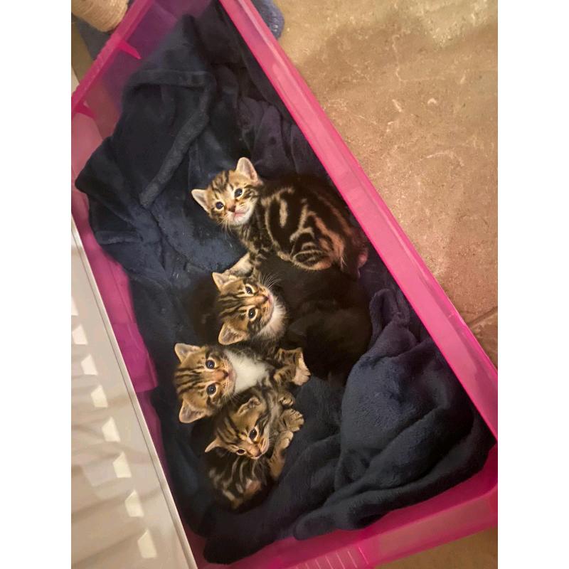 Bengal Cross Kittens