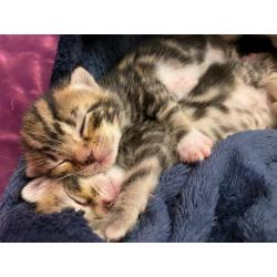 Bengal Cross Kittens