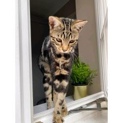 Bengal Cross Kittens