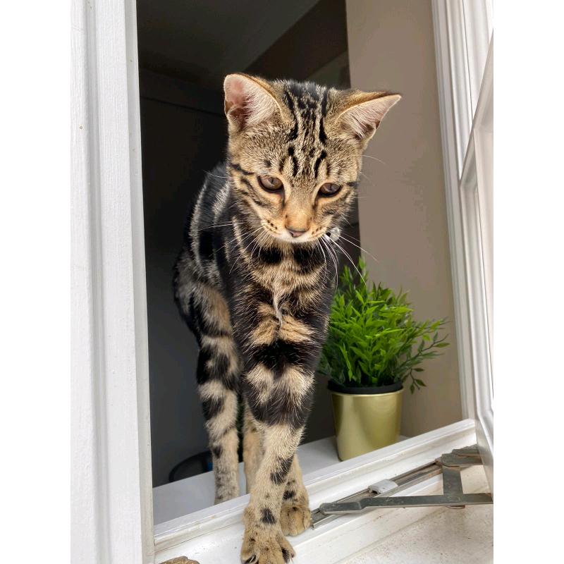 Bengal Cross Kittens