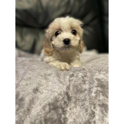 Adorable cavachon puppies