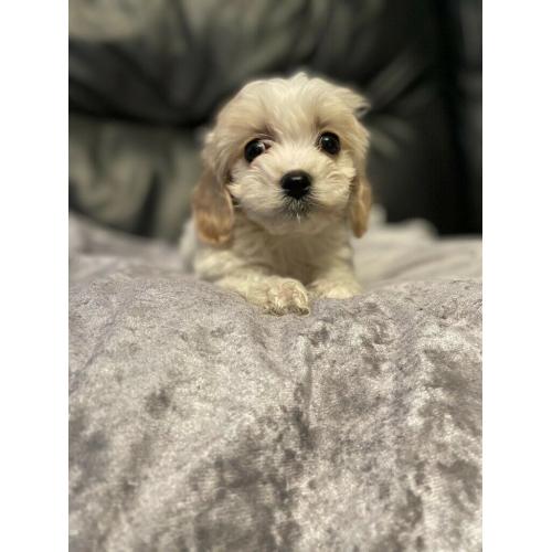 Adorable cavachon puppies
