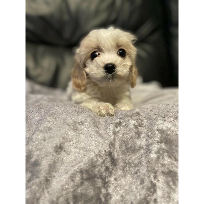 Adorable cavachon puppies