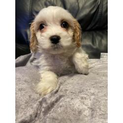 Adorable cavachon puppies