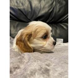 Adorable cavachon puppies