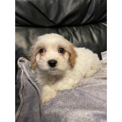 Adorable cavachon puppies