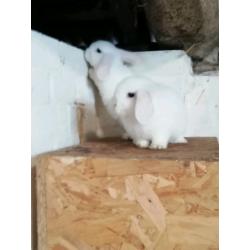 3 8wk okd mini lops