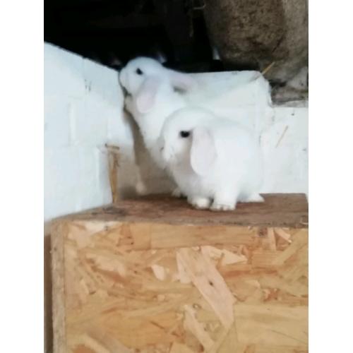 3 8wk okd mini lops