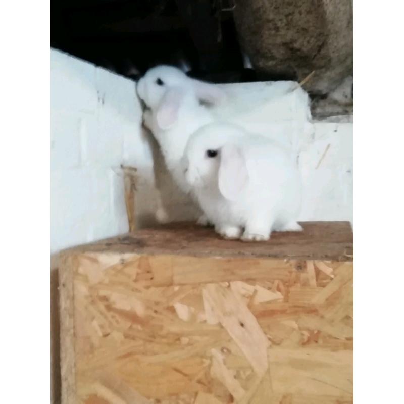 3 8wk okd mini lops