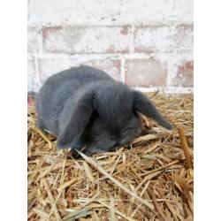 3 8wk okd mini lops