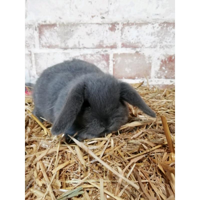 3 8wk okd mini lops