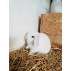 3 8wk okd mini lops