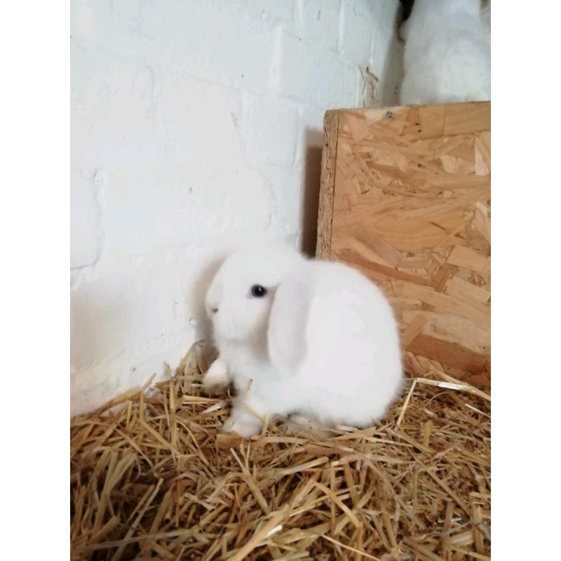 3 8wk okd mini lops