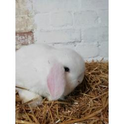 3 8wk okd mini lops
