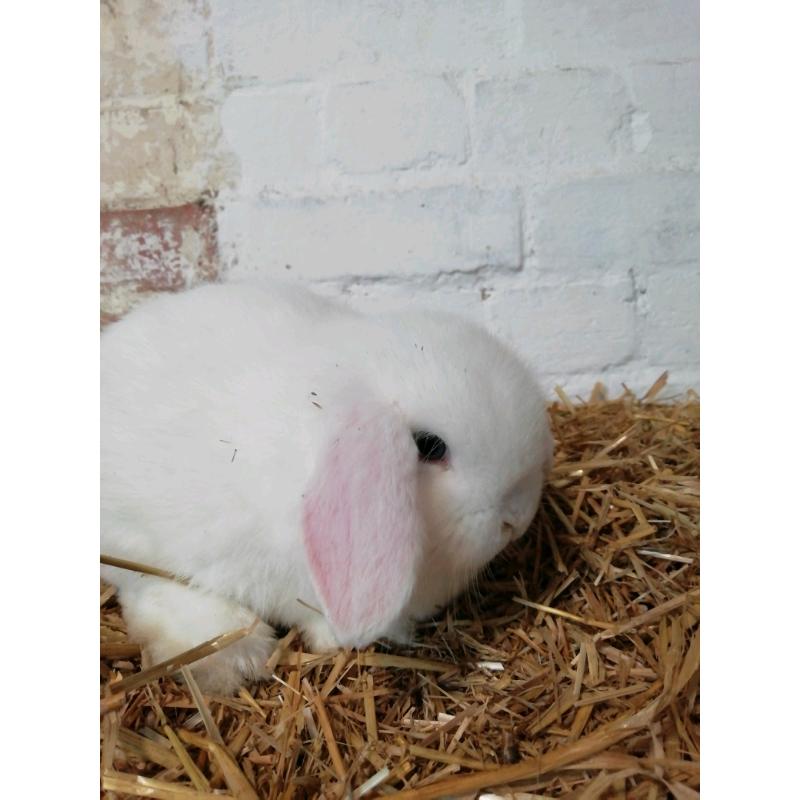 3 8wk okd mini lops