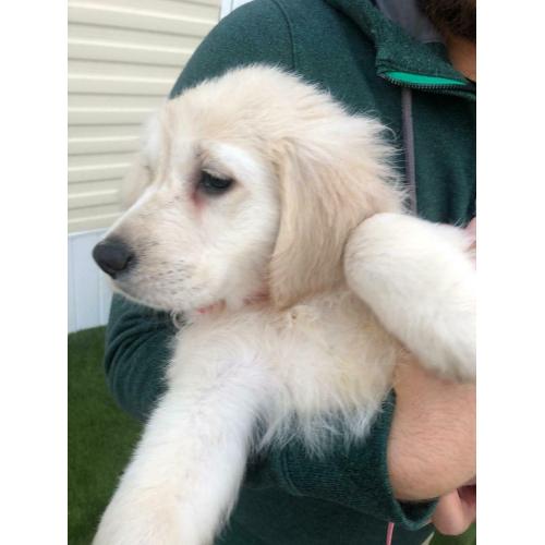 For sale Golden retriever