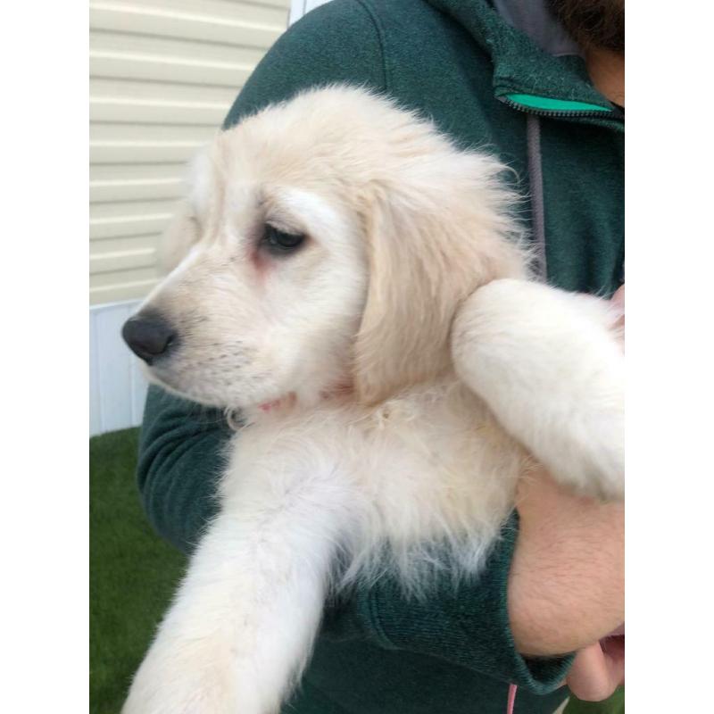 For sale Golden retriever