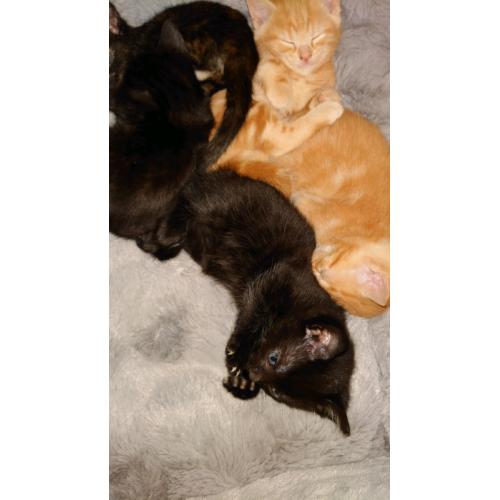 Kittens