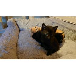 Kittens