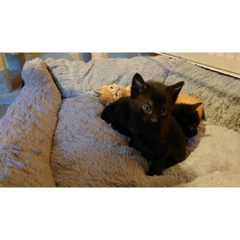 Kittens