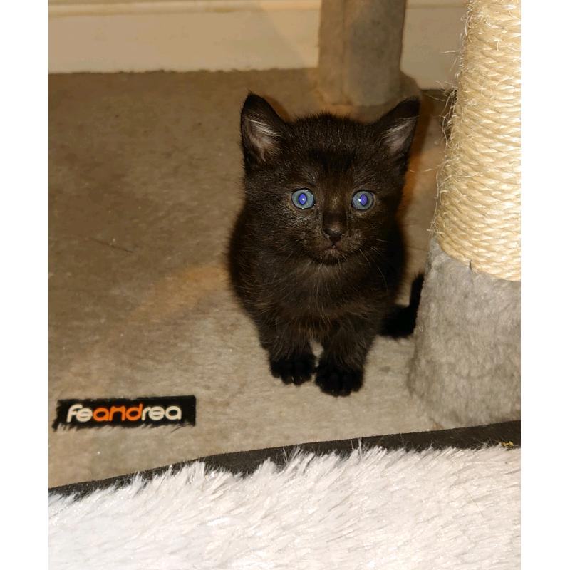 Kittens