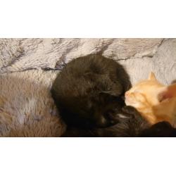 Kittens