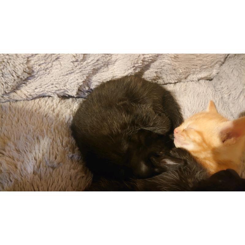 Kittens
