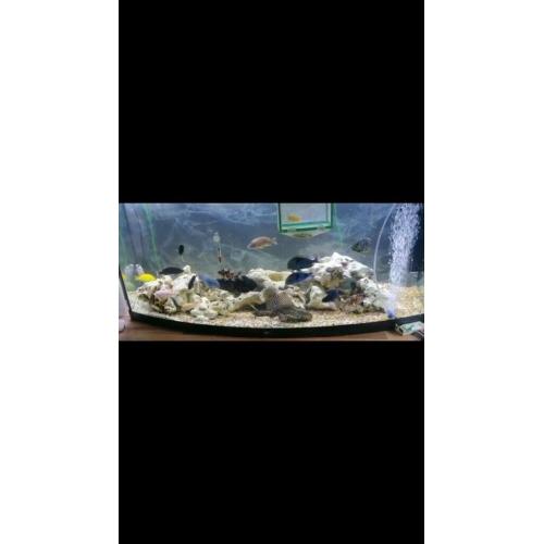 4ft fish tank plus a breeding tank and a smaller tank