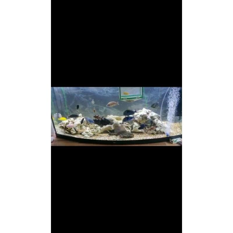 4ft fish tank plus a breeding tank and a smaller tank