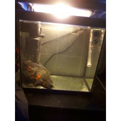 4ft fish tank plus a breeding tank and a smaller tank